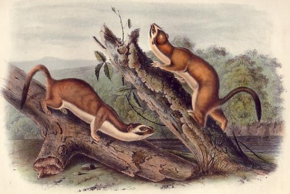 Bridled Weasel (Long-tailed Weasel) - Audubon's Viviparous Quadrupeds of North America
