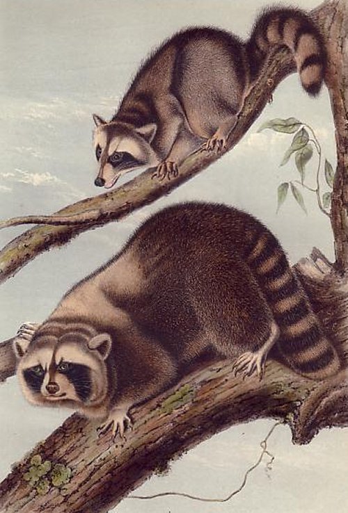 Raccoon - Audubon's Viviparous Quadrupeds of North America