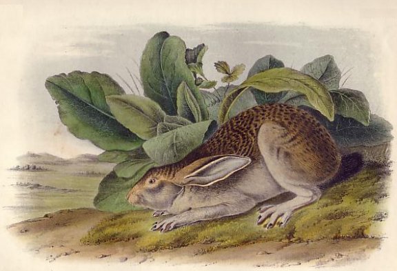 Black-tailed Hare (White-sided Jack Rabbit) - Audubon's Viviparous Quadrupeds of North America