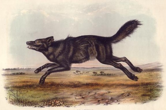 Black American Wolf (Grey Wolf) - Audubon's Viviparous Quadrupeds of North America