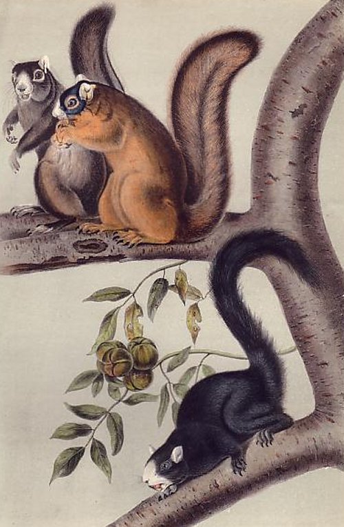 Fox Squirrel - Audubon's Viviparous Quadrupeds of North America
