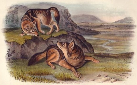  Prairie Wolf (Coyote) - Audubon's Viviparous Quadrupeds of North America
