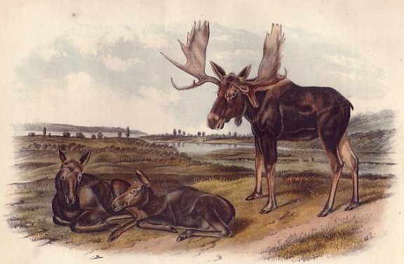  Moose Deer - Audubon's Viviparous Quadrupeds of North America