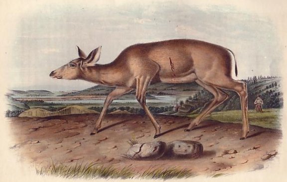 Black-tailed Deer (Mule Deer) - Audubon's Viviparous Quadrupeds of North America