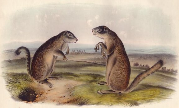 Franklin's Squirrel - Audubon's Viviparous Quadrupeds of North America