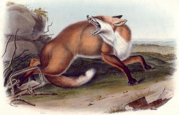 American Red Fox - Audubon's Viviparous Quadrupeds of North America