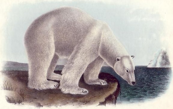 Polar Bear - Audubon's Viviparous Quadrupeds of North America