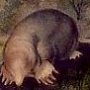 Common Shrew Mole - Eastern Mole