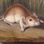 Missouri Mouse - Northern Grasshopper Mouse