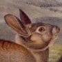 Bachman's Hare - Brush Rabbit