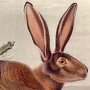 Californian Hare - Black-tailed Jack Rabbit