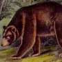 Cinnamon Bear - Black Bear