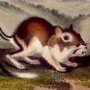 Pouched Jeroba Rat - Phillip's Kangaroo Rat