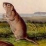 Camas Rat - Northern Pocket Gopher
