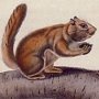 Severn River and Rocky Mountain Squirrel - Northern Flying Squirrel