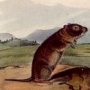 Townsend's Arvicola, Sharp-nosed Arvicola and Bank Rat - Marsh Rice Rat