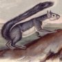 Abert's Squirrel and California Grey Squirrel