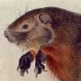 Maryland Woodchuck - Groundhog or Woodchuck