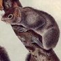 Migratory Squirrel - Eastern Grey Squirrel