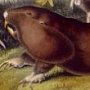 Canada Pouched Rat - Plains Pocket Gopher