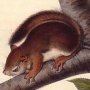 Richardson's Columbian Squirrel - Red Squirrel