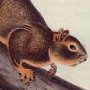 Red-tailed Squirrel - Fox Squirrel