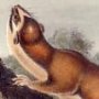 Bridled Weasel - Long-tailed Weasel