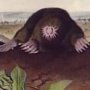 Common Star - Nose Mole