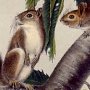 Carolina Grey Squirrel - Eastern Grey Squirrel