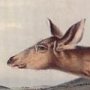 Black-tailed Deer - Mule Deer