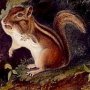 Chipping Squirrel - Eastern Chipmunk