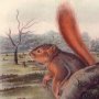 Say's Squirrel - Fox Squirrel