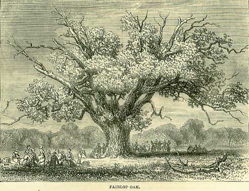 The Fairlop Oak